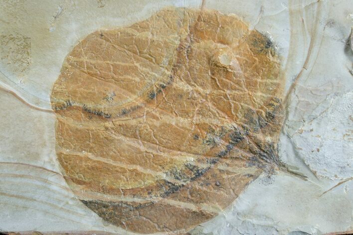 Fossil Leaf (Zizyphoides) - Montana #165024